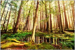 image LAND Bild mit Rahmen Baumstämme  | Schubiger Möbel