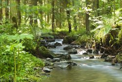 image LAND Canvas Flusslauf im Wald  | Schubiger Möbel