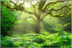 image LAND Bild mit Rahmen Baum im Wald  | Schubiger Möbel