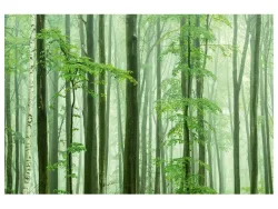 image LAND Digitaldruck auf Acrylglas Waldstimmung  | Schubiger Möbel