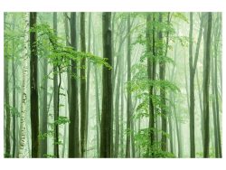 image LAND Digitaldruck auf Acrylglas Waldstimmung  | Schubiger Möbel