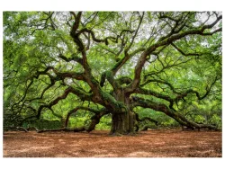 image LAND Canvas Verzweigter Baum  | Schubiger Möbel
