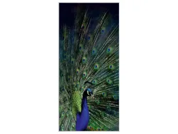 image LAND Bild mit Rahmen Majestätischer Pfau  | Schubiger Möbel