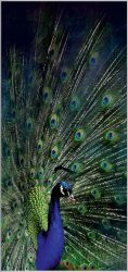 image LAND Bild mit Rahmen Majestätischer Pfau  | Schubiger Möbel