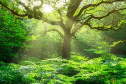 image LAND Alubild Baum im Wald  | Schubiger Möbel