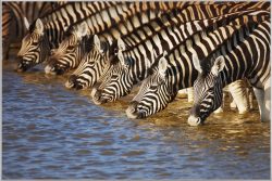 image LAND Bild mit Rahmen Zebras am Fluss  | Schubiger Möbel