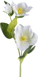 Gasper Kunstblumen Christrose Geeist, Weiss H: 36 cm  | Schubiger Möbel