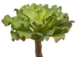 Edg Sukkulente Grün H: 25 cm Grün | Schubiger Möbel