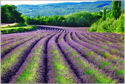 image LAND Bild mit Rahmen Lavendelfeld 1  | Schubiger Möbel