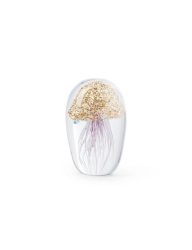 Abhika Briefbeschwerer Jellyfish in Glas Gold H: 10 cm  | Schubiger Möbel