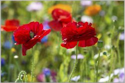 image LAND Bild mit Rahmen Mohnblumen 2  | Schubiger Möbel