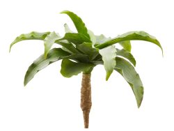Edg Kunstblume Kalanchoe H: 25 cm  | Schubiger Möbel