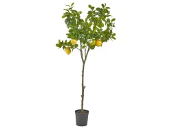 Edg Kunstpflanze Zitronenbaum H: 138 cm  | Schubiger Möbel