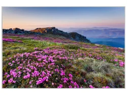 image LAND Bild mit Rahmen Alpenlandschaft mit Lila Blumen  | Schubiger Möbel
