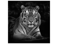 image LAND Canvas Imposanter Tiger  | Schubiger Möbel