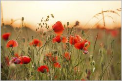 image LAND Bild mit Rahmen Mohnblumen 3  | Schubiger Möbel