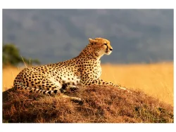image LAND Alubild Gepard  | Schubiger Möbel