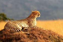 image LAND Alubild Gepard  | Schubiger Möbel