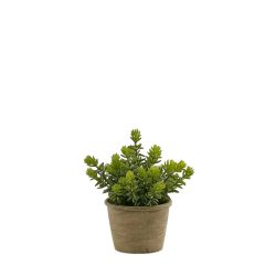 Edg Kunstpflanze Sukkulente im Topf H: 24 cm  | Schubiger Möbel