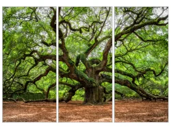 image LAND Bild mit Rahmen Verzweigter Baum  | Schubiger Möbel