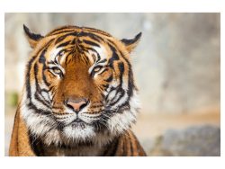image LAND Digitaldruck auf Acrylglas Tiger  | Schubiger Möbel