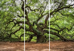 image LAND Canvas Verzweigter Baum  | Schubiger Möbel