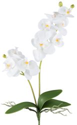 Gasper Kunstblume Orchidee Weiss H: 57 cm  | Schubiger Möbel