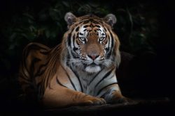 image LAND Canvas Imposanter Tiger  | Schubiger Möbel