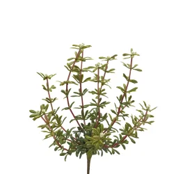 Edg Kunstblume Portulak Weiss H: 27 cm  | Schubiger Möbel