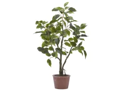 Edg Kunstpflanze Ficusbaum H: 60 cm  | Schubiger Möbel