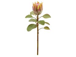 Edg Kunstblumen Protea Pfirsich H: 68 cm  | Schubiger Möbel