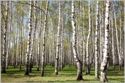 image LAND Bild mit Rahmen Birkenwald  | Schubiger Möbel