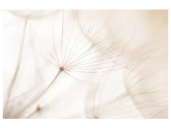 image LAND Digitaldruck auf Acrylglas Pusteblume 2  | Schubiger Möbel