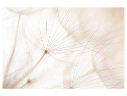 image LAND Digitaldruck auf Acrylglas Pusteblume 2  | Schubiger Möbel