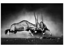 image LAND Canvas 2 Kämpfende Oryx  | Schubiger Möbel
