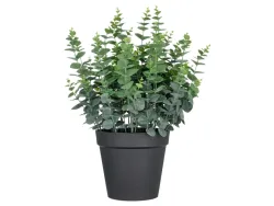 Gasper Kunstpflanzen Eukalyptus im Kunststofftopf H: 70 cm  | Schubiger Möbel