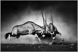 image LAND Bild mit Rahmen 2 Kämpfende Oryx  | Schubiger Möbel