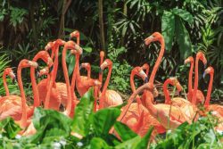 image LAND Alubild Nette Flamingo Familie  | Schubiger Möbel