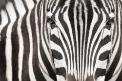 image LAND Alubild Zebra  | Schubiger Möbel