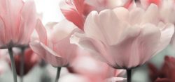 image LAND Canvas Blüten in Rose  | Schubiger Möbel