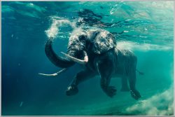 image LAND Bild mit Rahmen Schwimmender Elefant  | Schubiger Möbel