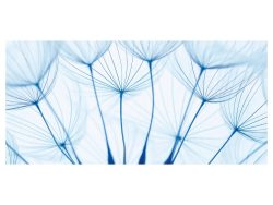 image LAND Digitaldruck auf Acrylglas Pusteblumen in Blau  | Schubiger Möbel
