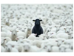 image LAND Alubild Black Sheep  | Schubiger Möbel
