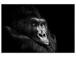 image LAND Bild mit Rahmen Gorilla  | Schubiger Möbel