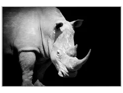 image LAND Bild mit Rahmen Nashorn  | Schubiger Möbel