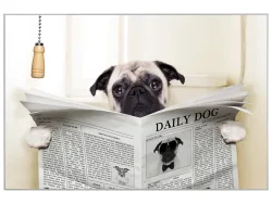 image LAND Bild mit Rahmen Mops mit Zeitung  | Schubiger Möbel