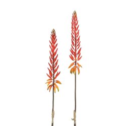 Edg Kunstblume Aloeblüte Coral H: 82 cm  | Schubiger Möbel