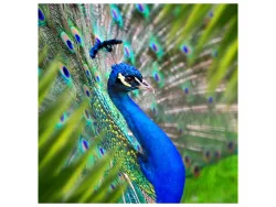 image LAND Alubild Eleganter Pfau  | Schubiger Möbel