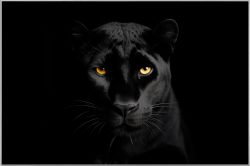 image LAND Bild mit Rahmen Black Panther  | Schubiger Möbel
