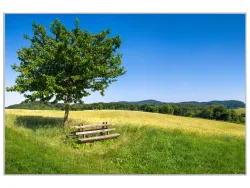 image LAND Bild mit Rahmen Baum mit Bank  | Schubiger Möbel